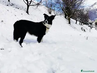 Border Collie cani Intelligentissima cucciolotta - Annuncio 3