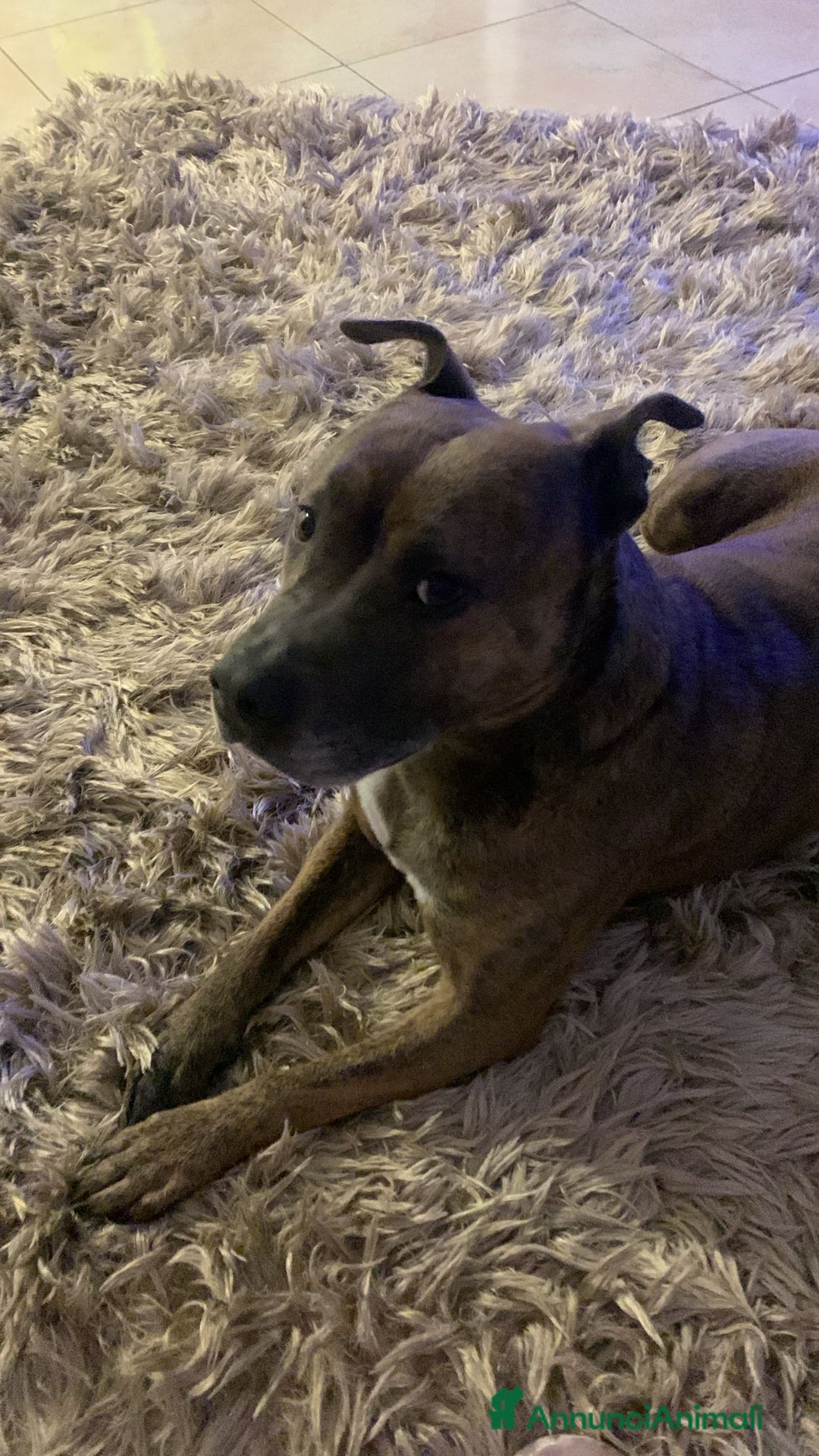 Altre razze cani per accoppiamento: amstaff per monta - Annuncio 5