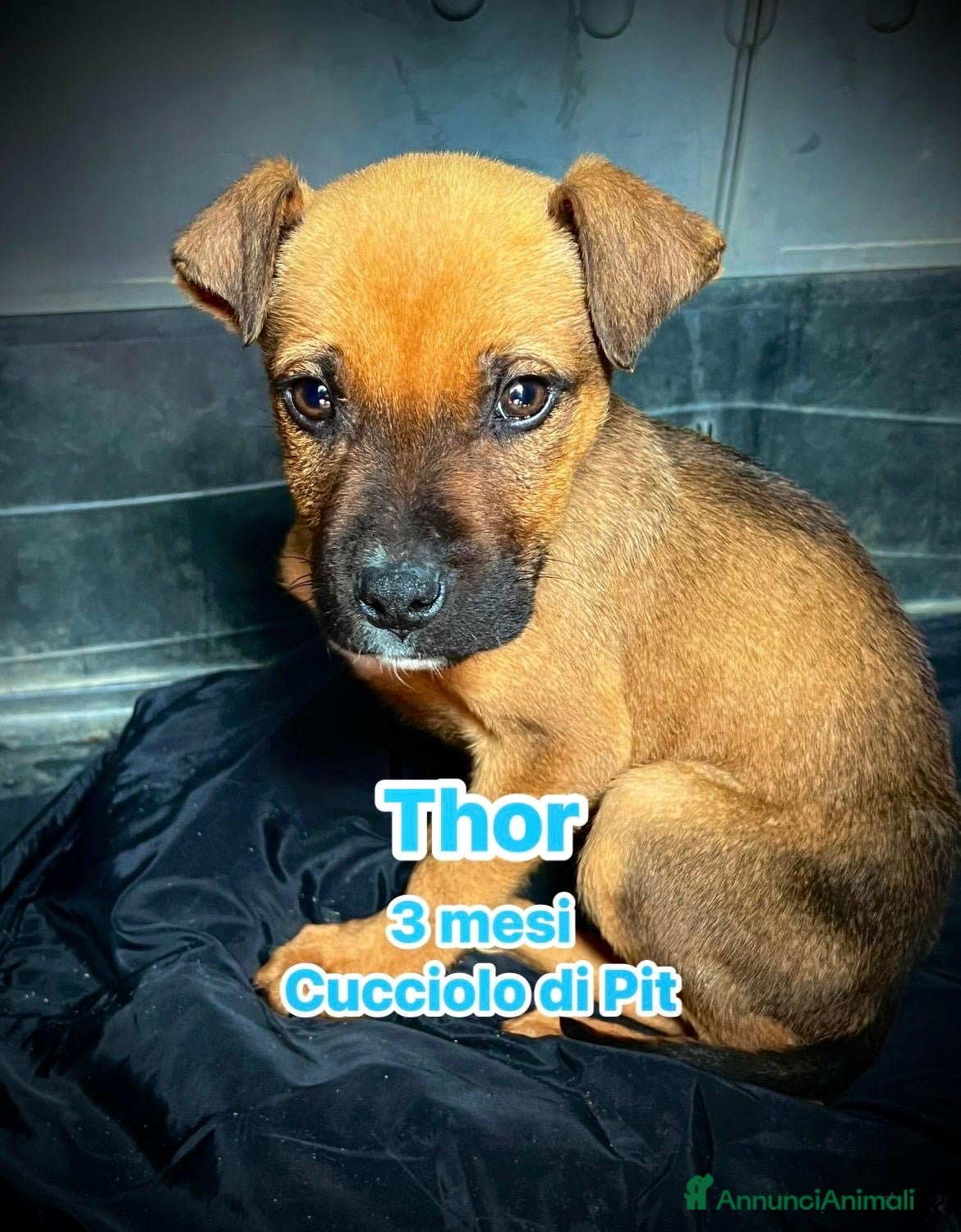 Pitbull cani Cuccioli di pitbull in canile  - Annuncio 2