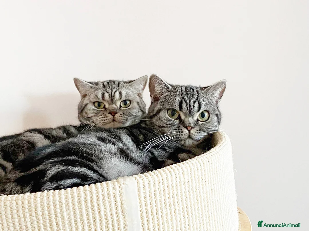 British gatti in vendita: British Shorthair con pedigree  - Annuncio 1