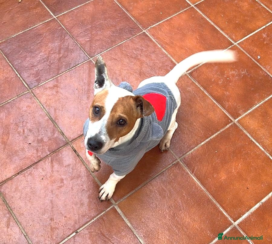 Jack Russell cani Jack Russell maschio 1 anno e mezzo - Annuncio 1
