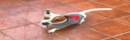 Jack Russell cani in regalo: Jack Russell maschio 1 anno e mezzo - Annuncio 1