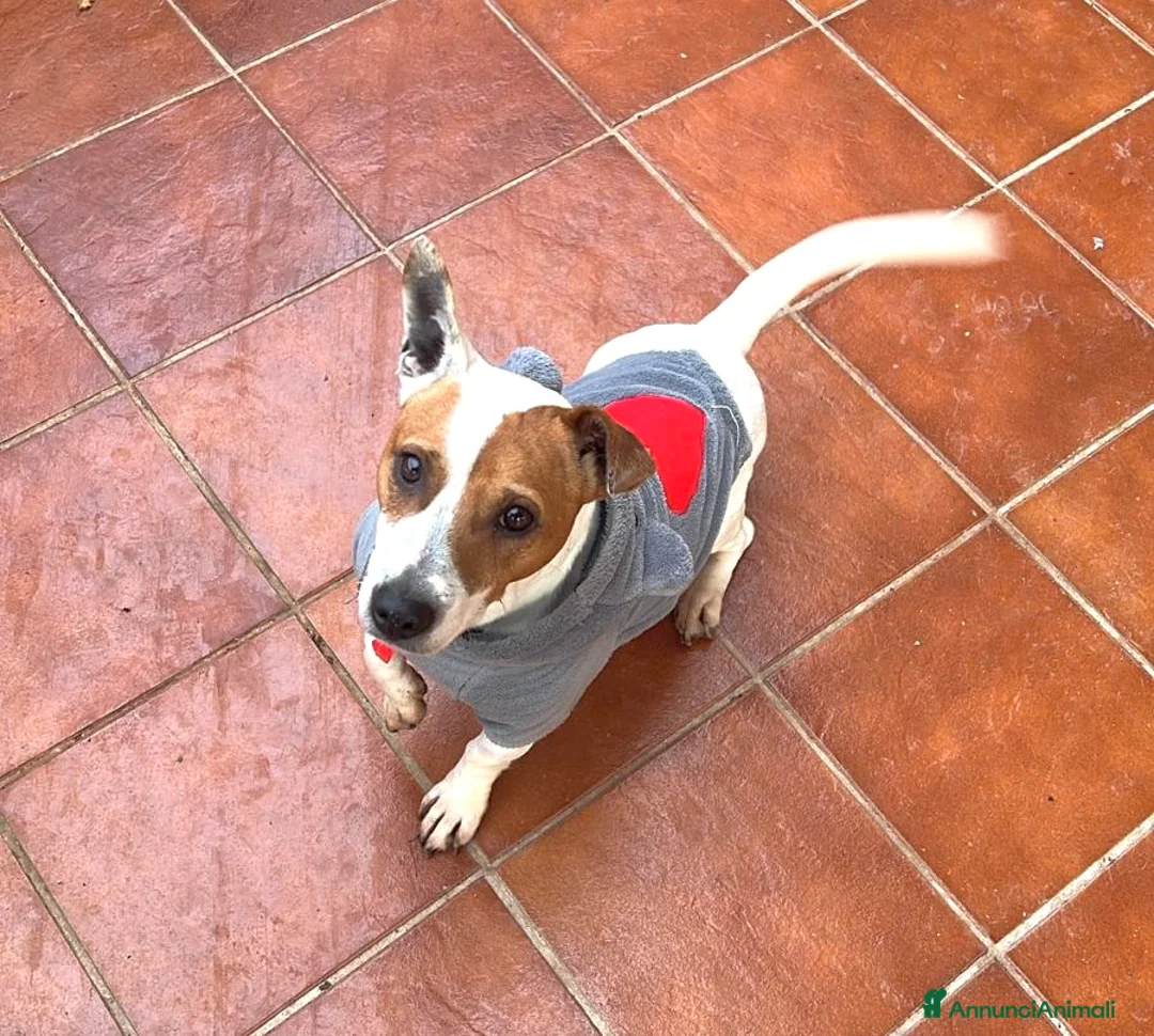 Jack Russell cani in regalo: Jack Russell maschio 1 anno e mezzo - Annuncio 1
