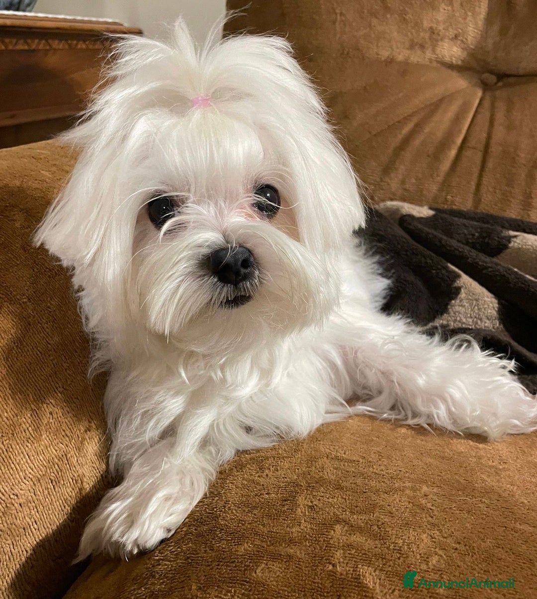 Maltese cani in vendita: Cuccioli MALTESI alta genealogia  a Città metropolitana di Roma Capitale - Immagine 3