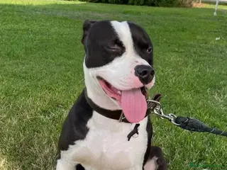 Pitbull cani Pitbull splendido,4anni,padrone deceduto.MOLISE - Annuncio 1