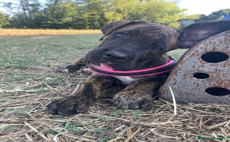 Cane Corso cani a Provincia di Lodi - Annuncio 1