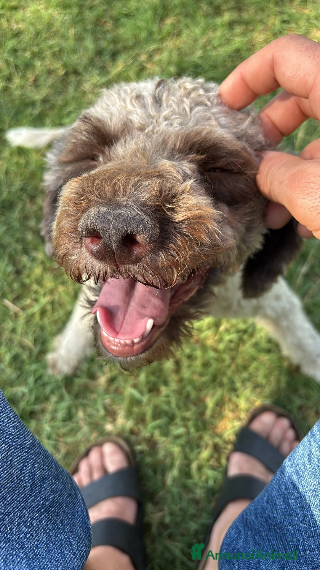 Lagotto cani in vendita: Cuccioli di lagotto romagnolo  a Provincia di Forlì-Cesena - Annuncio 2