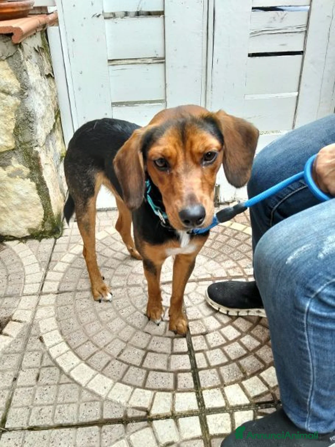 Meticcio cani in regalo: DIEGO simpatico musetto a Provincia di Varese - Annuncio 2