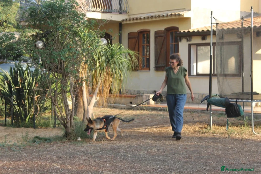 Pinscher Tedesco cani in regalo: Pastore Tedesco scartata xchè CIECA E SORDA!SICILI a Città metropolitana di Milano - Annuncio 10