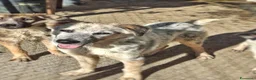 Meticcio cani in regalo: LIVIA 🩷 UN SORRISO CHE MERITA UNA CASA 😍 a Provincia di Forlì-Cesena - Annuncio 5