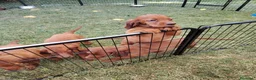 Setter Irlandese cani in vendita: Cucciolata Elsa e Liam a Provincia di Alessandria - Annuncio 2