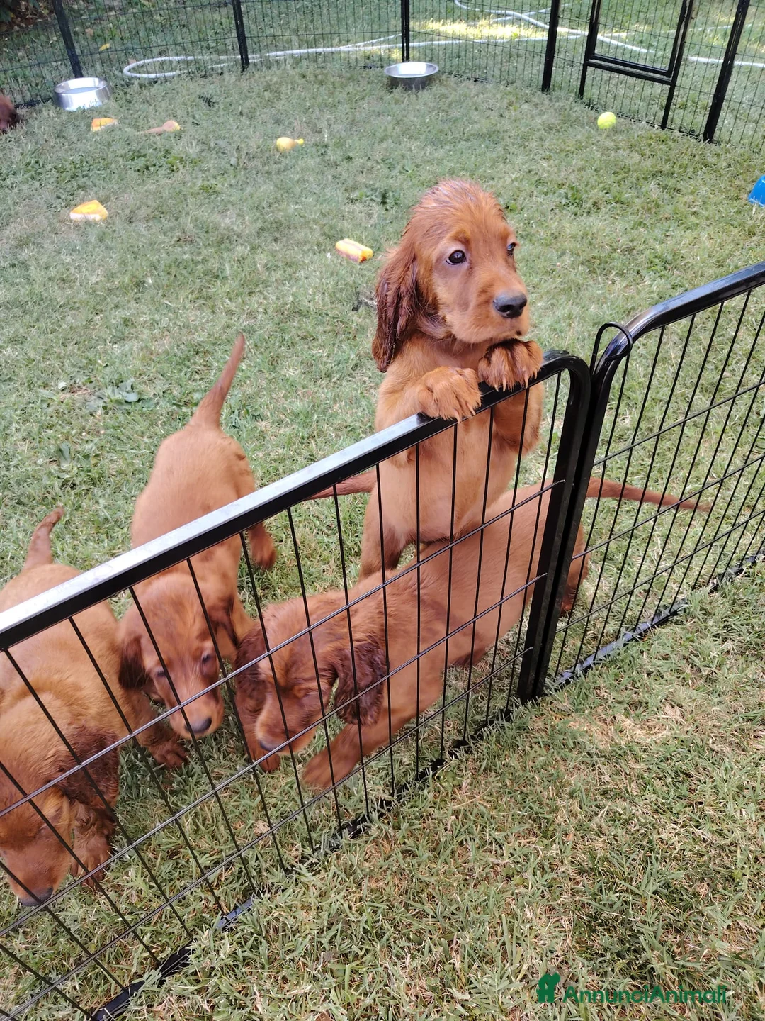 Setter Irlandese cani in vendita: Cucciolata Elsa e Liam a Provincia di Alessandria - Annuncio 2