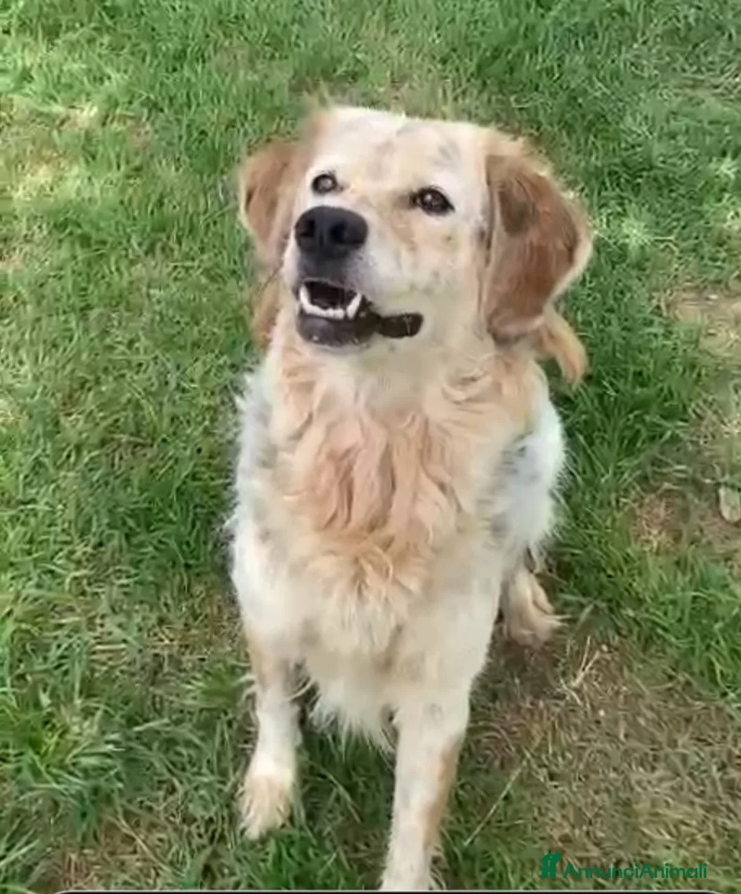 Meticcio cani in regalo: Salvo tolto dal suo aguzzino 5anni fa..SOS NAPOLI a Città metropolitana di Milano - Annuncio 7