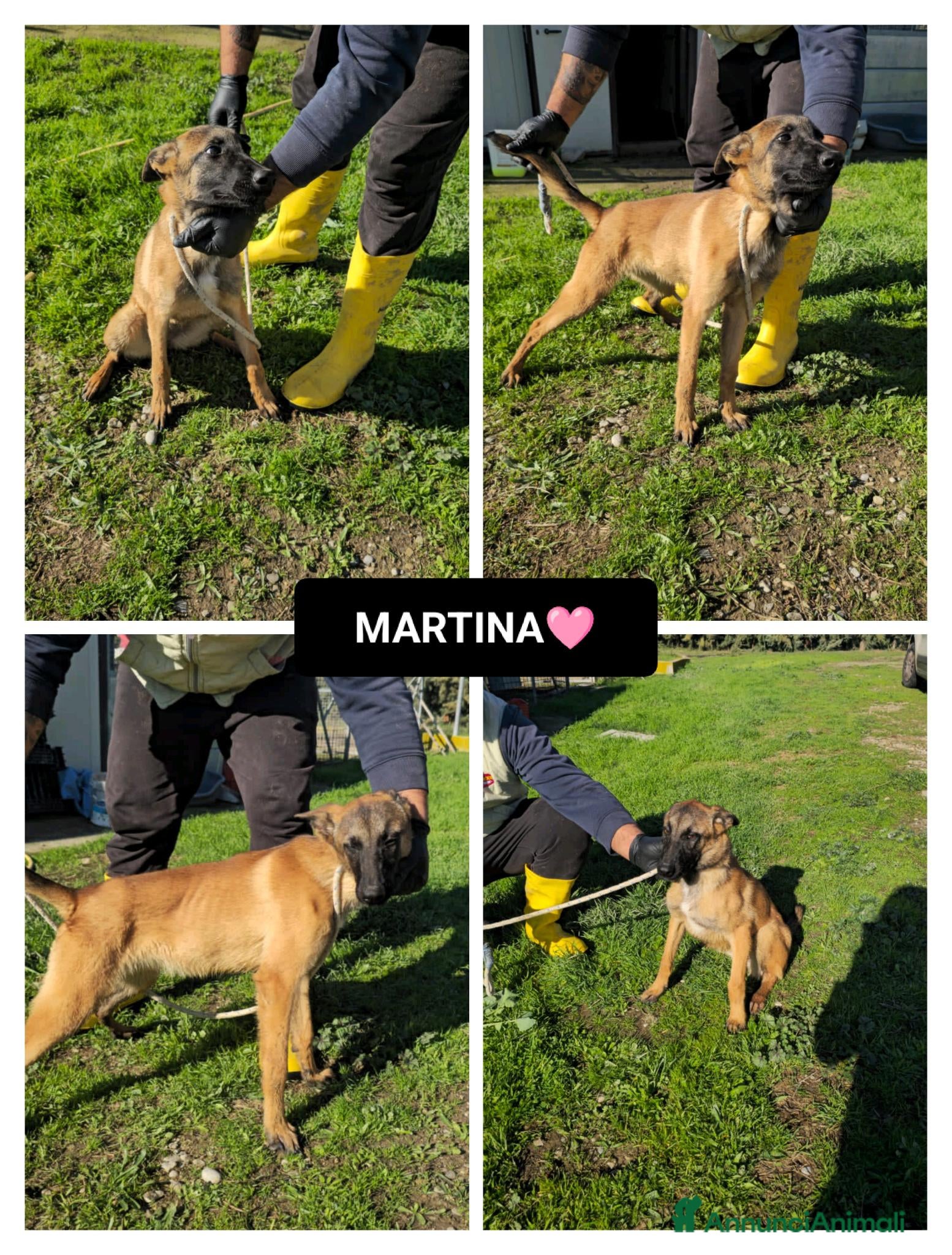 Altre razze cani martina - Annuncio 9