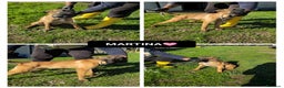 Altre razze cani in regalo: martina - Annuncio 1