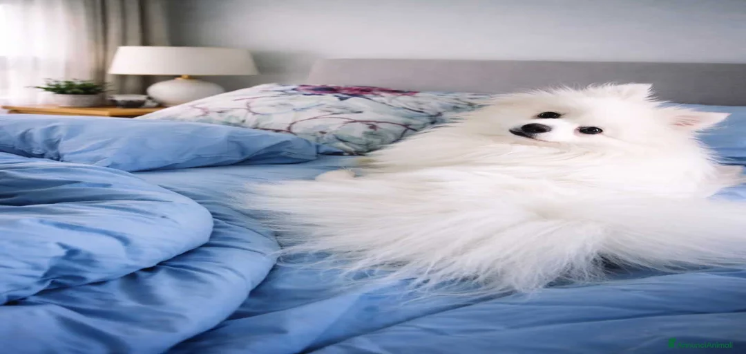 Immagine della galleria {{count}}