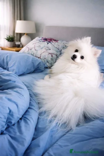 Immagine della galleria {{count}}