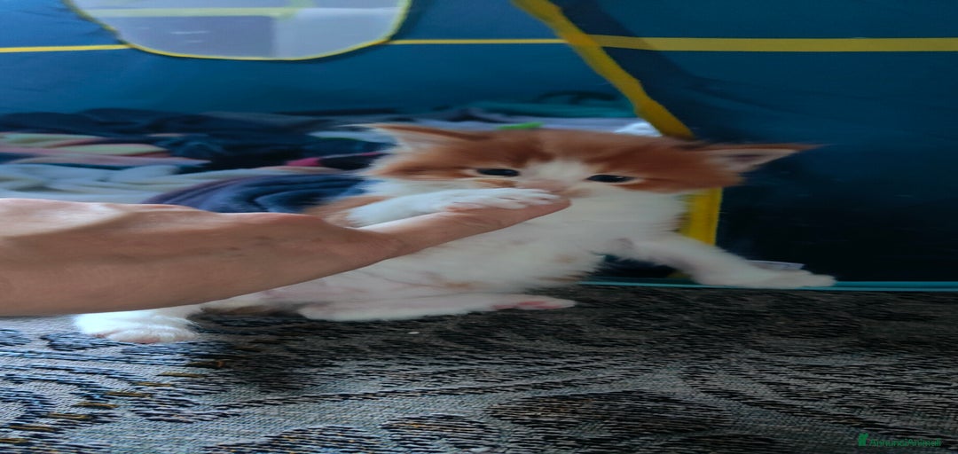 Immagine della galleria {{count}}