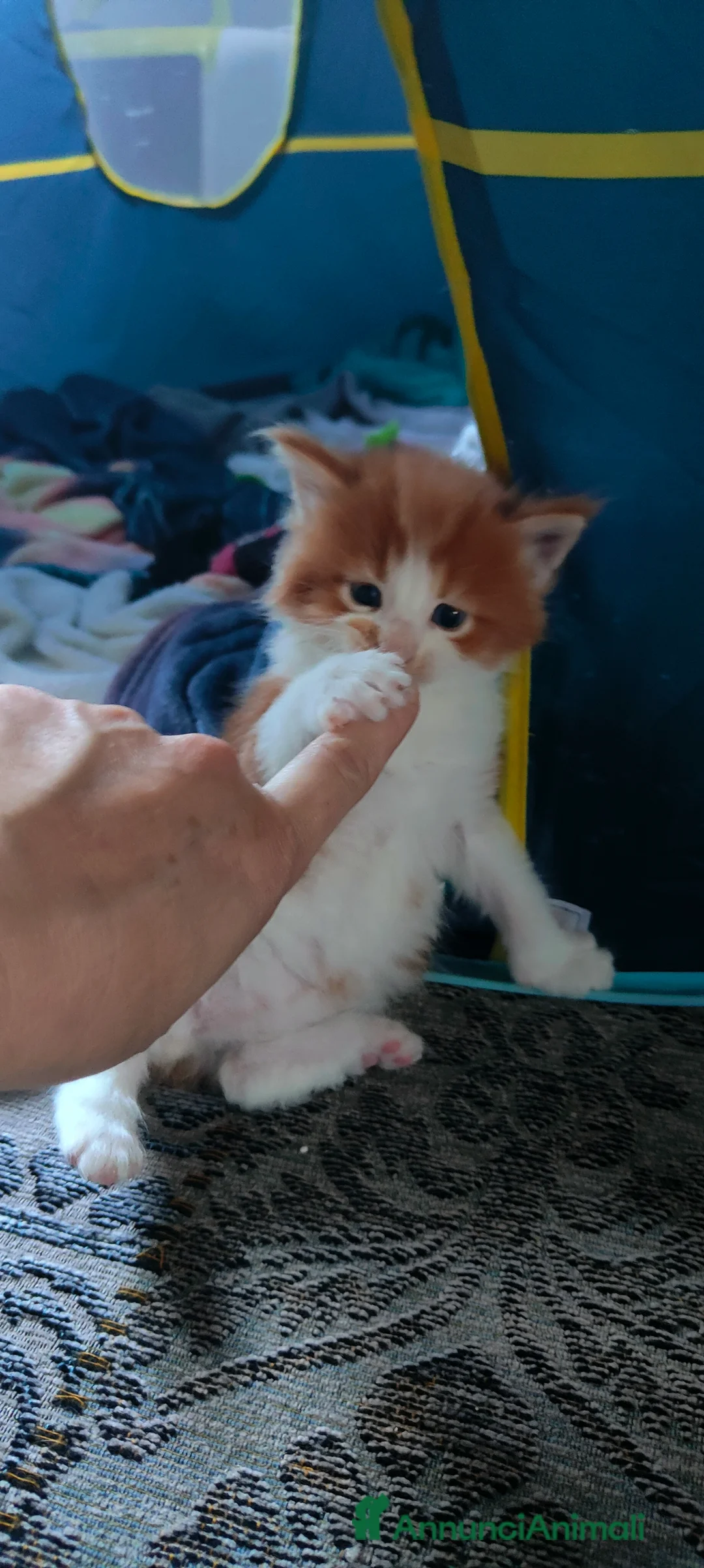 Immagine della galleria {{count}}