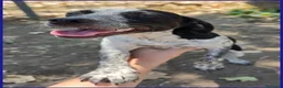 Meticcio cani in regalo: COPIA simpatica cucciolotta a Città metropolitana di Milano - Annuncio 3