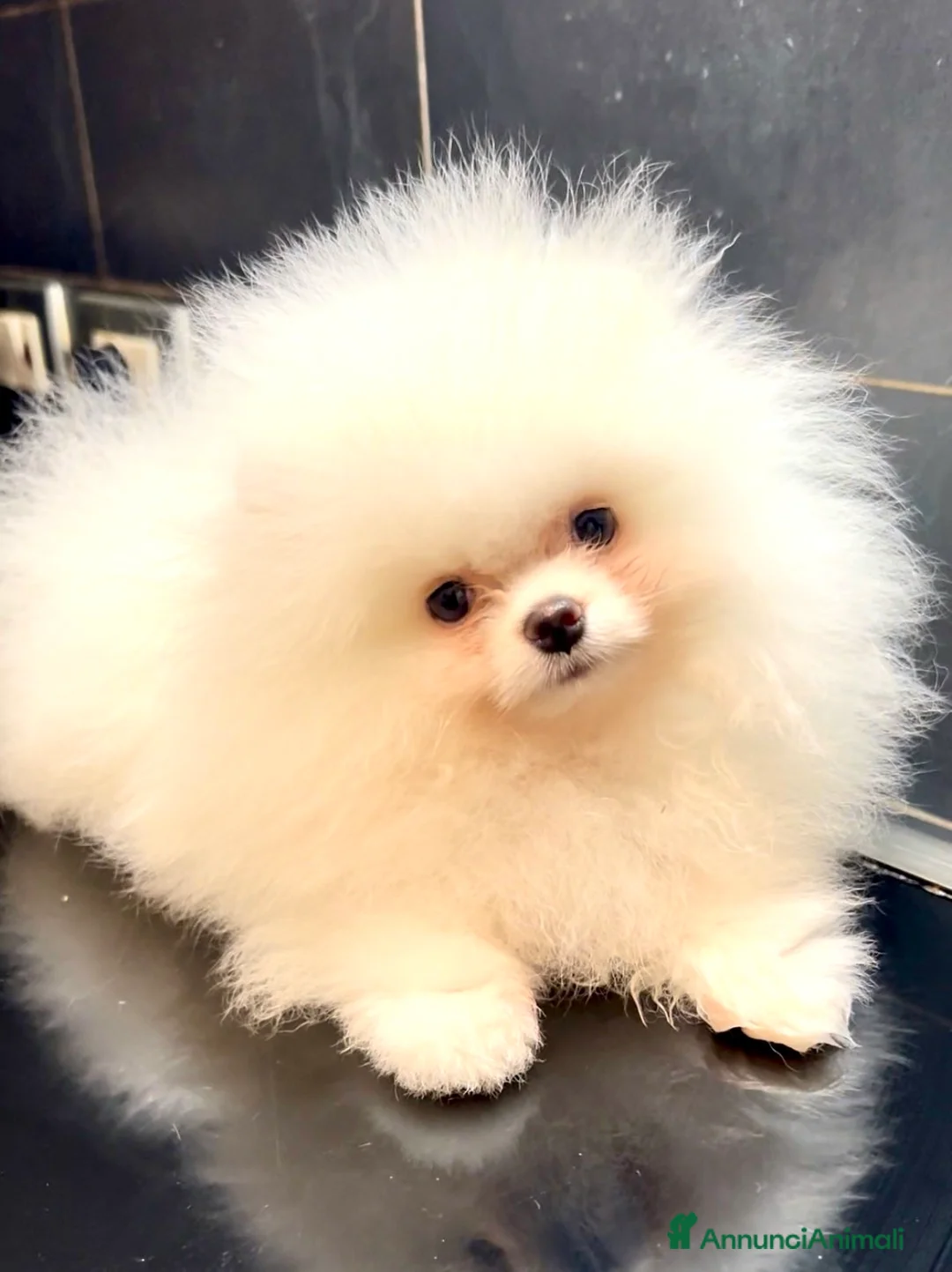 Spitz cani in vendita: Spitz Pomerania nano  - Annuncio 1