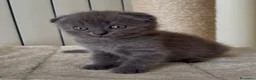 Scottish gatti in vendita: Scottish fold e straight  - Annuncio 25