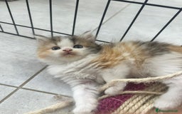 Persiano gatti in vendita: Gattine persiane normotipo  a Provincia di Reggio Emilia - Immagine 20