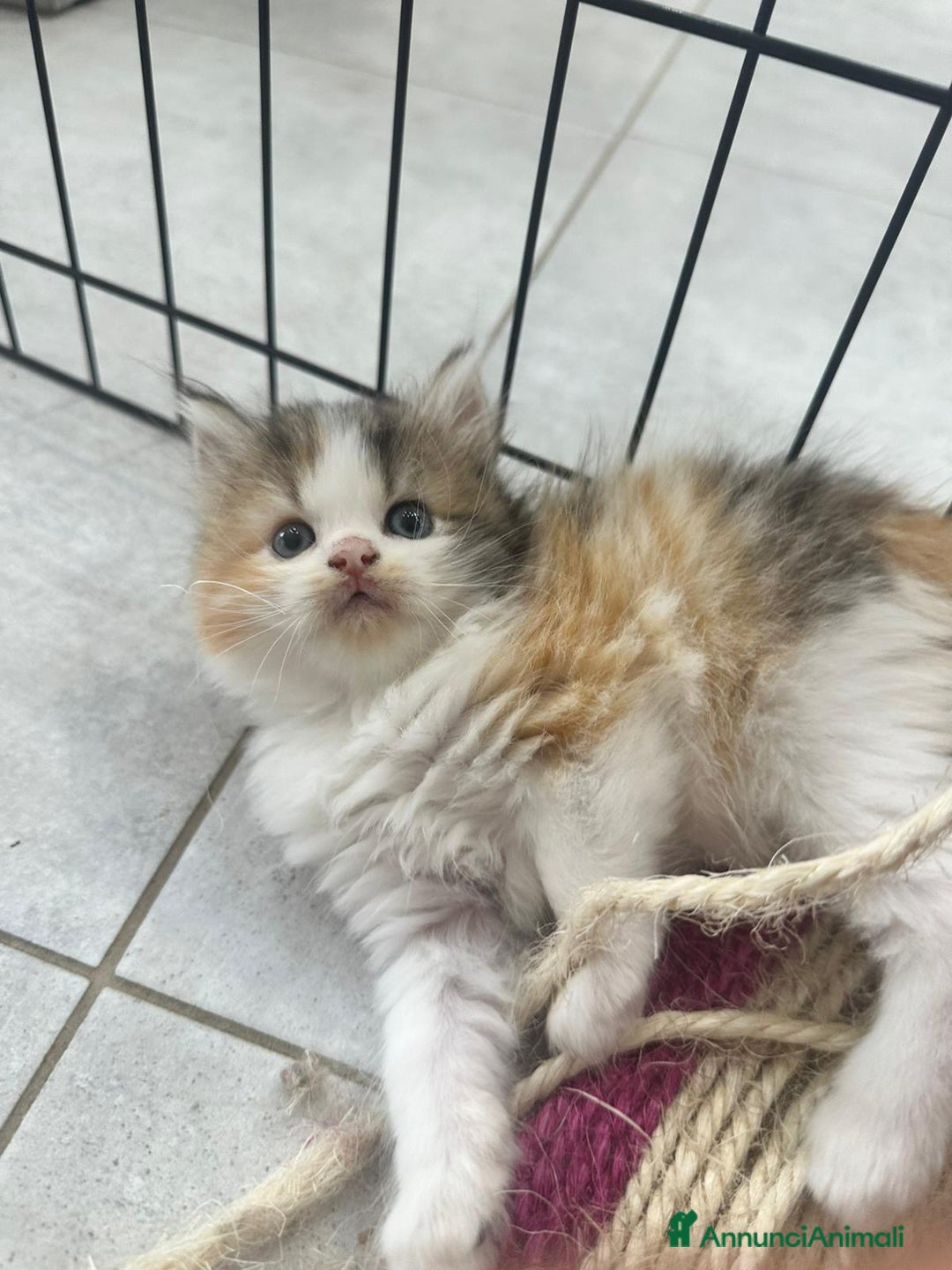 Persiano gatti in vendita: Gattine persiane normotipo  a Provincia di Reggio Emilia - Immagine 20