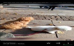Maltese cani in vendita: Cuccioli maltipoo a Città Metropolitana di Torino - Immagine 5