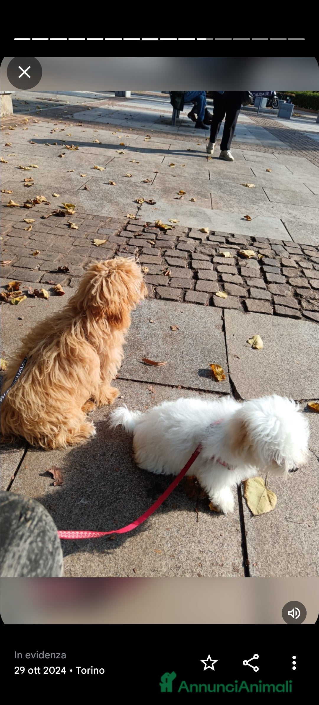Maltese cani in vendita: Cuccioli maltipoo a Città Metropolitana di Torino - Immagine 5