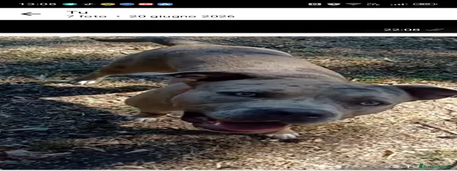 MaggieAkaLia