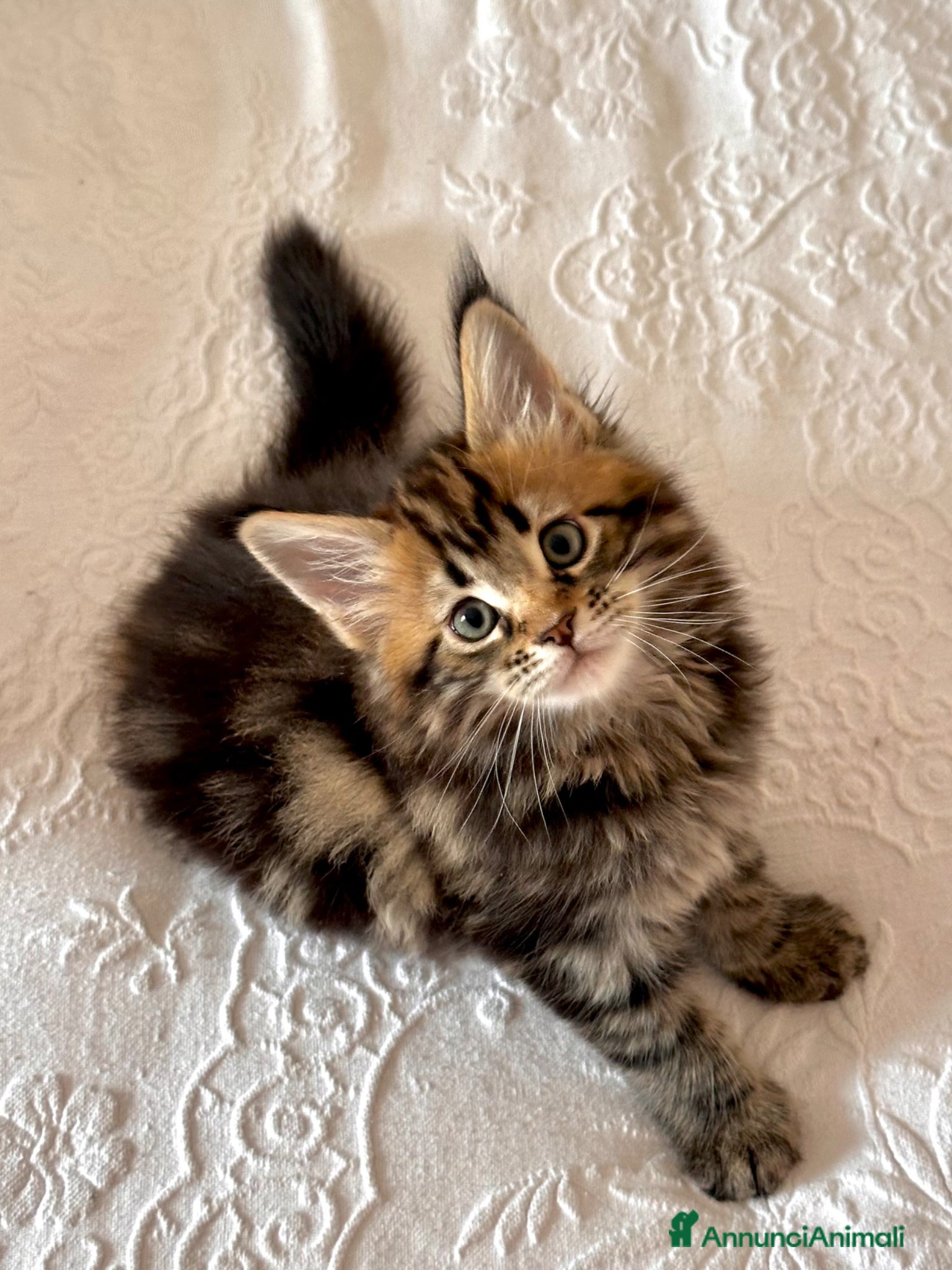 Maine Coon gatti Gattino maschio dall'allevamento Mainemarie - Annuncio 3