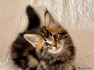 Maine Coon gatti Gattino maschio dall'allevamento Mainemarie - Annuncio 3