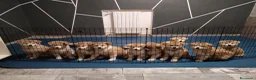 Akita Inu cani in vendita: CUCCIOLI DI AKITA LOMBARDIA  - Annuncio 3