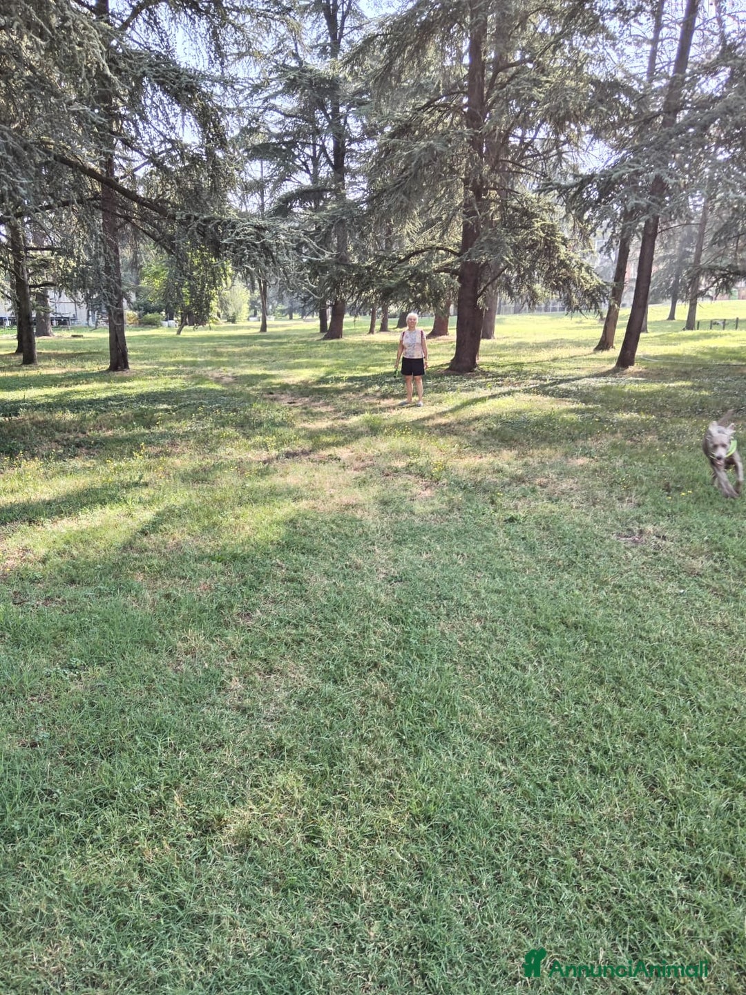 Weimaraner cani per accoppiamento: Weimaraner per accoppiamento  - Annuncio 6