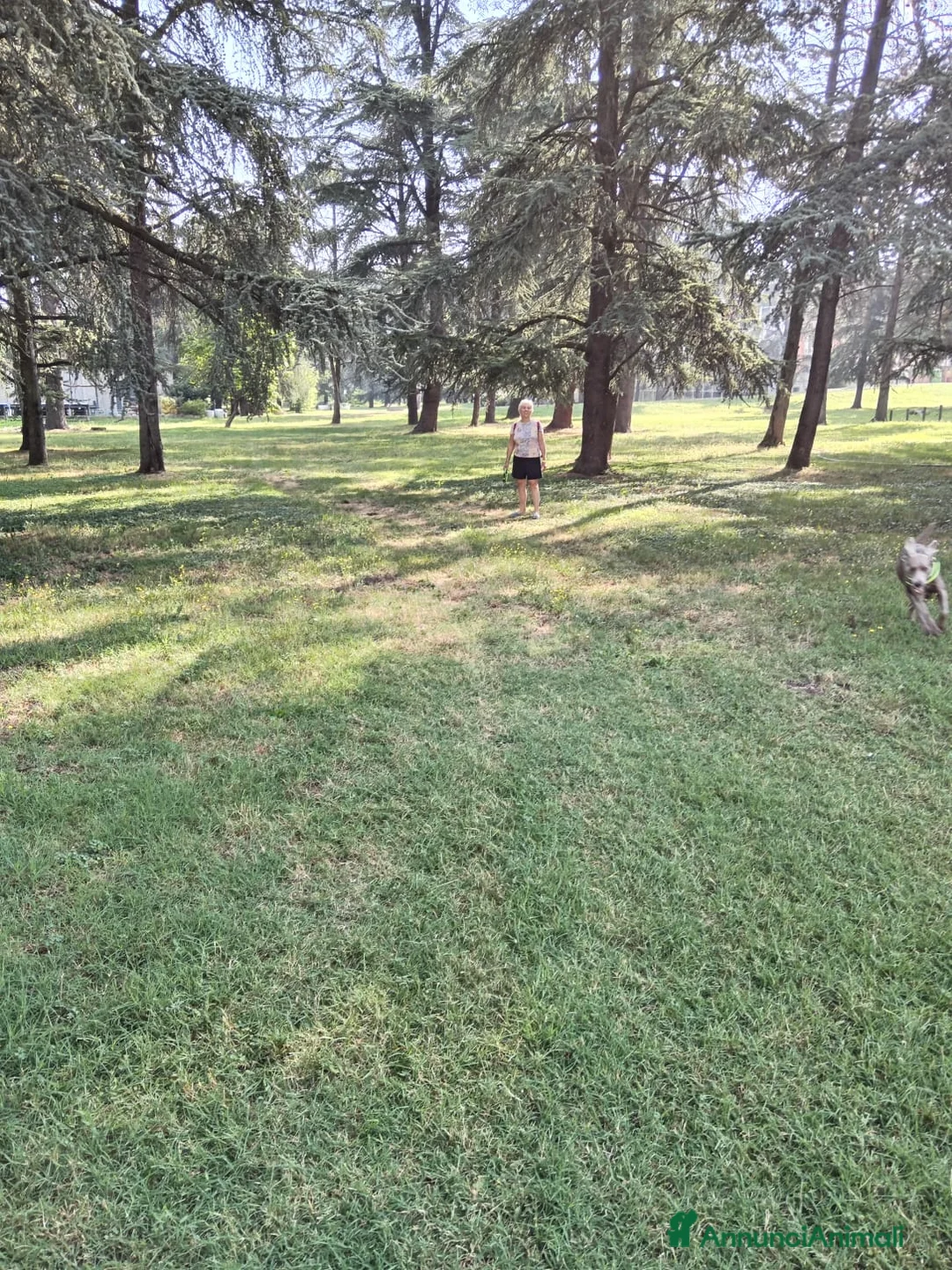 Weimaraner cani per accoppiamento: Weimaraner per accoppiamento  - Annuncio 6