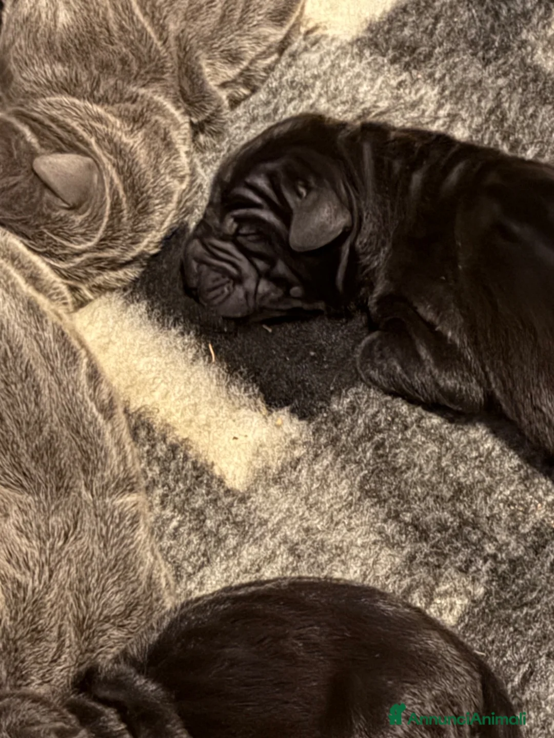 Alano cani in vendita: Alano cuccioli - Annuncio 1
