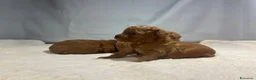 Barbone cani in vendita: Cuccioli barbone toy - Annuncio 5