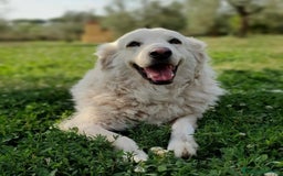 Pastore Maremmano cani in regalo: BIANCA una meraviglia soffice e bianca a Pomezia - Immagine 5