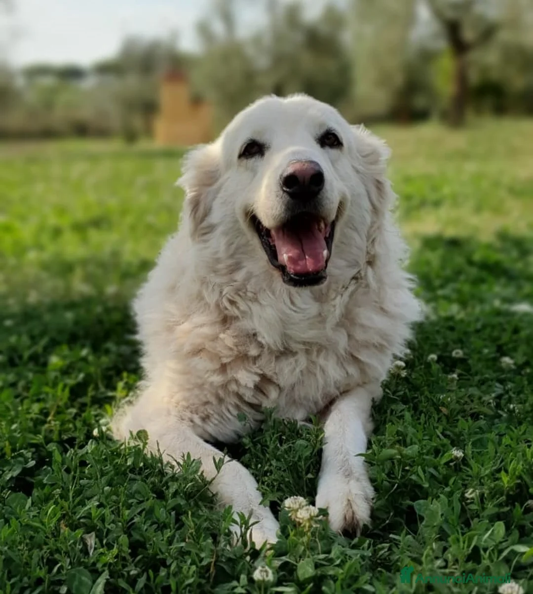 Pastore Maremmano cani in regalo: BIANCA una meraviglia soffice e bianca a Pomezia - Annuncio 5