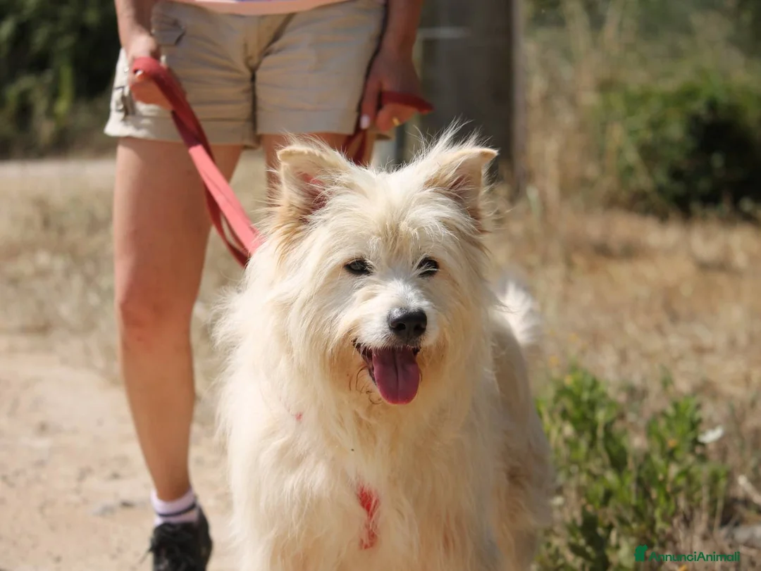 Meticcio cani in regalo: Baloo - 5 anni - Annuncio 1