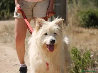 Meticcio cani Baloo - 5 anni - Annuncio 6