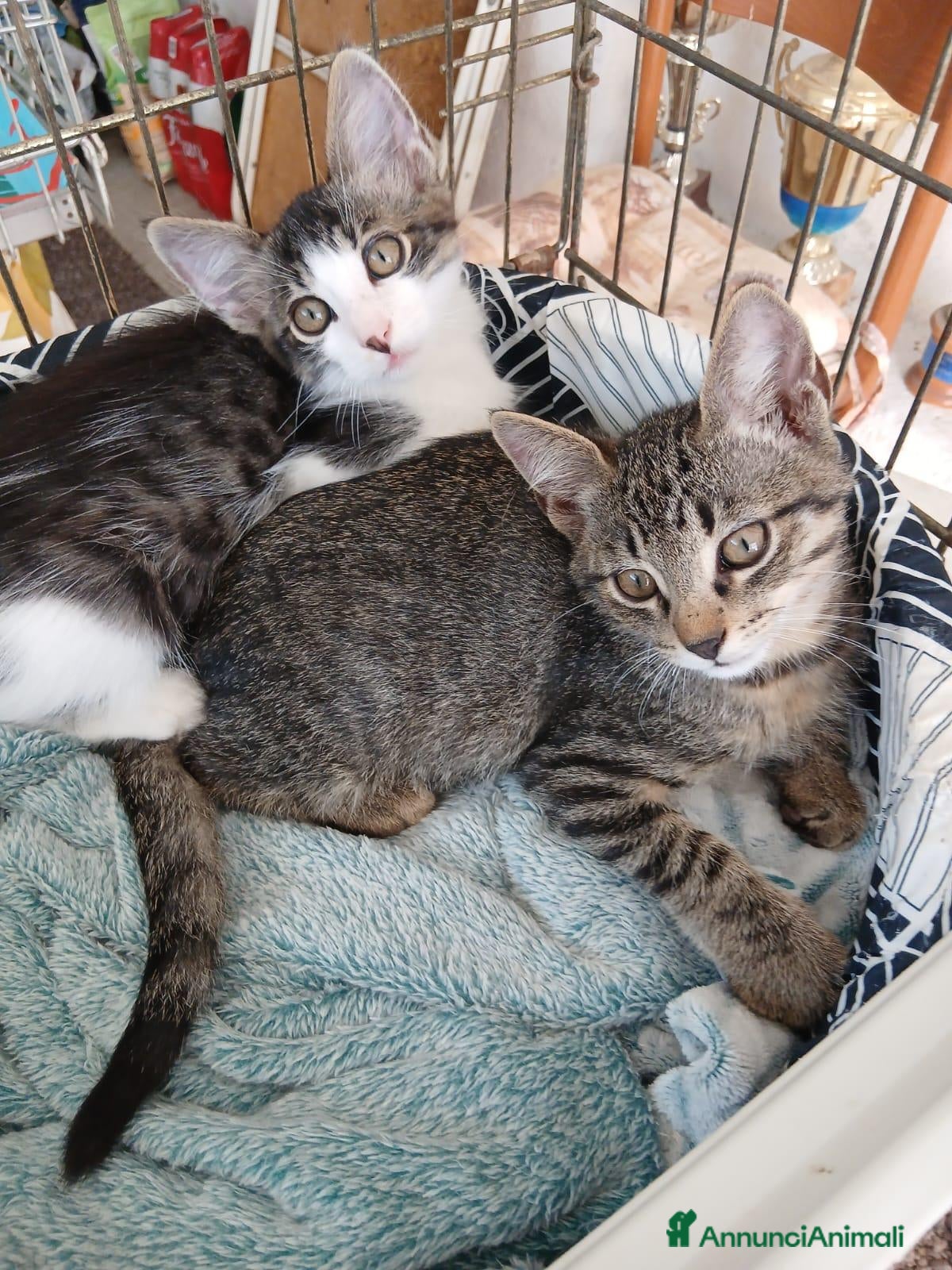 Altre razze gatti in regalo: Due fratellini cercano casa assieme - Annuncio 1