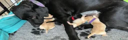 Labrador cani in vendita: Cuccioli di labrador a Provincia di Pescara - Annuncio 9