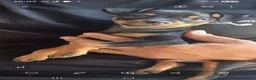 Pinscher Miniatura cani in vendita: Vendo pinsher nano per conto di una amica mia a Provincia di Latina - Annuncio 3