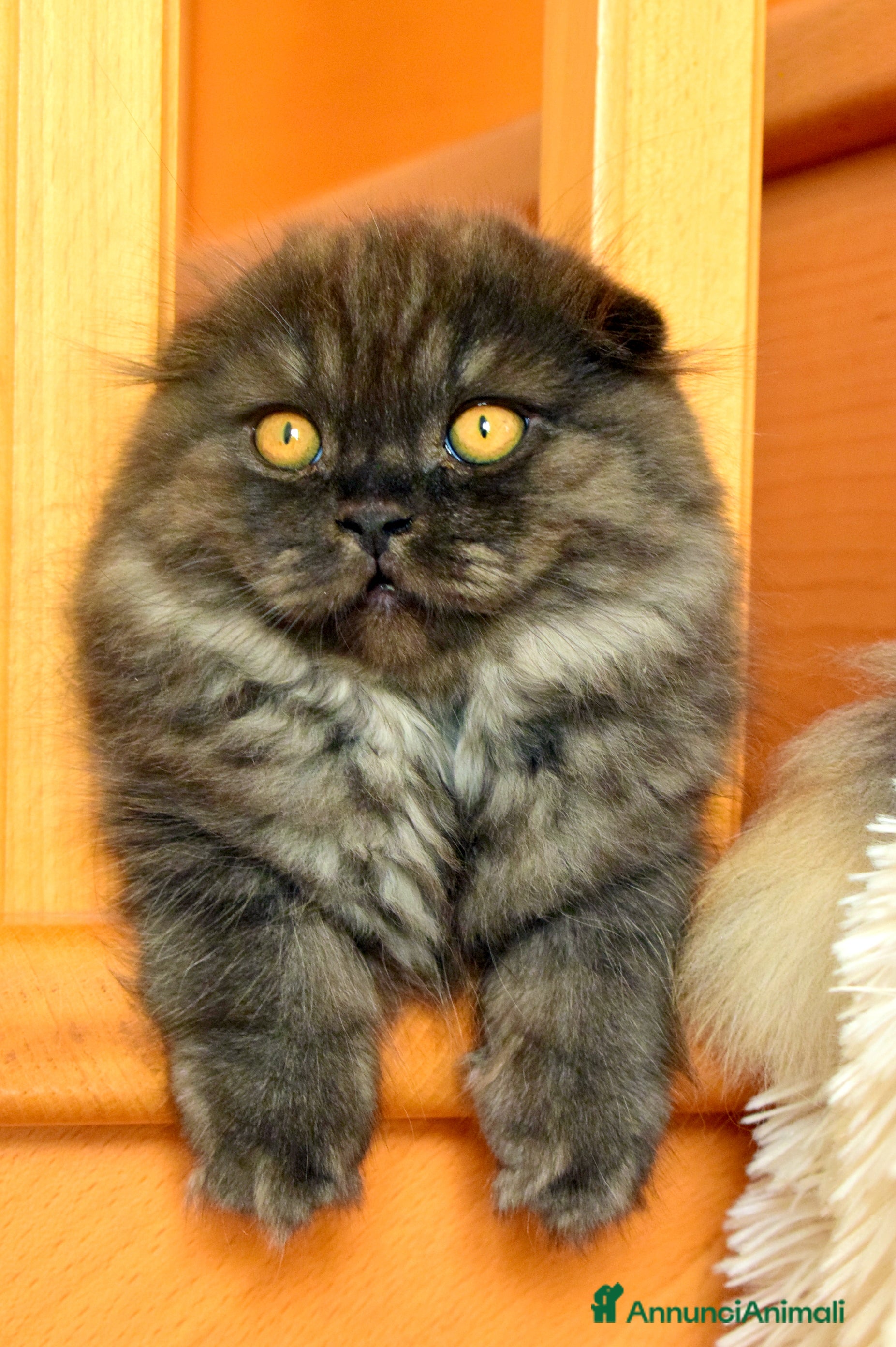 Scottish gatti Scottish fold  a Provincia di Reggio Emilia - Annuncio 19