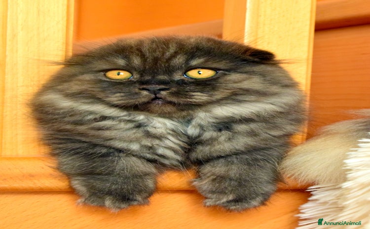 Scottish gatti a Provincia di Reggio Emilia - Annuncio 6