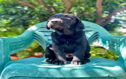 Labrador cani in vendita: Cuccioli di Labrador  a Città Metropolitana di Napoli - Immagine 2