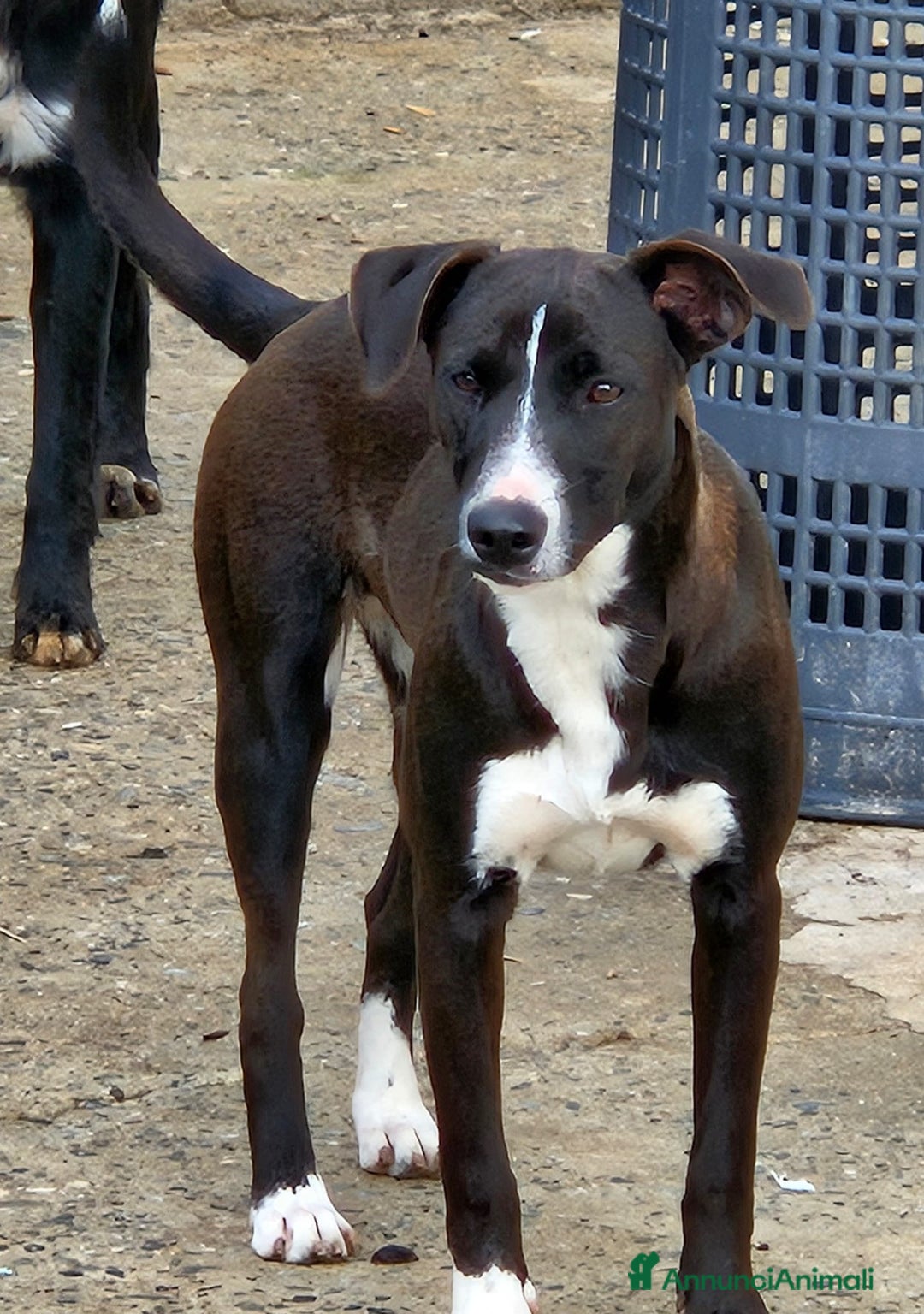 Meticcio cani in regalo: MAYA MIX LABRADORINA  - Annuncio 2