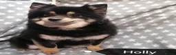 Volpino Pomerania cani in vendita: Volpino nano cuccioli - Annuncio 15
